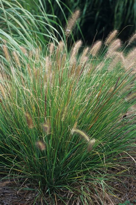 Pennisetum Alopecuroides Burgundy Bunny Miniature Fountain Grass