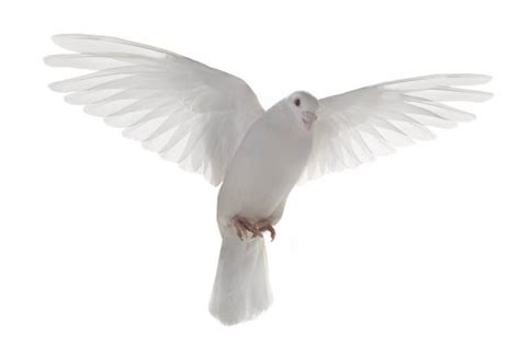 White Dove Stock Photo By ©ifong 9025251