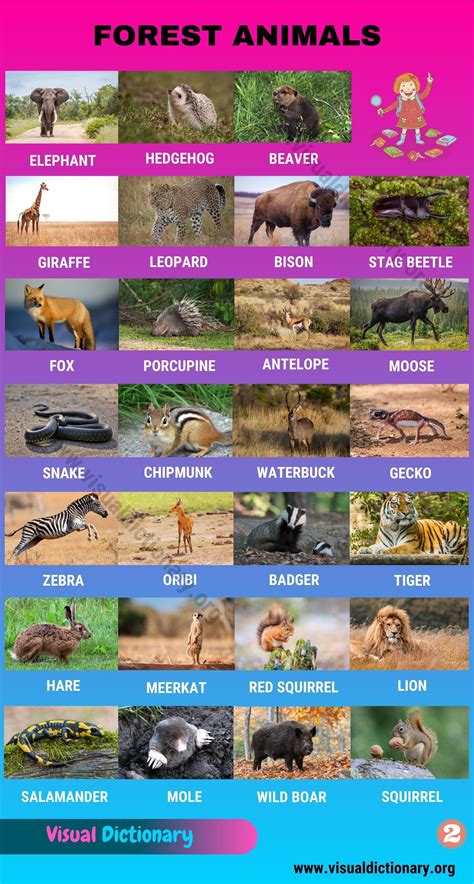 Forest Animals Helpful List Of 55 Different Animals Living In The