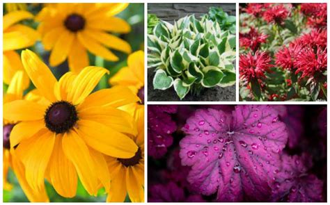 Whereas dense soils like clay or rocky soils don't allow the roots much space to take hold. 10 Best Perennials for Clay Soil - Garden Lovers Club