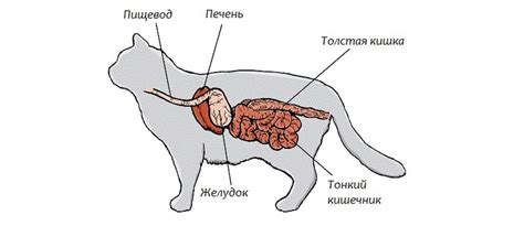 Болезни кишечника у кошек симптомы лечение