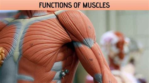 Functions Of Muscles Free Biology Notes Rajus Biology
