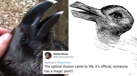 Rabbit Bird Illusion Comes Alive In This Viral Video Netizens Confused