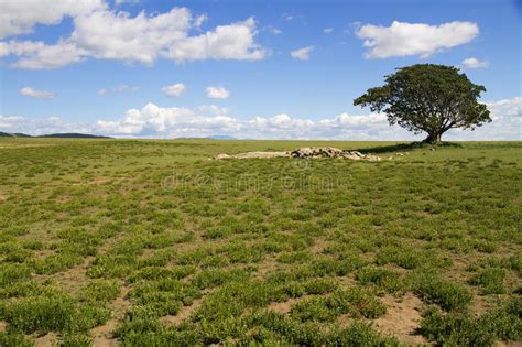 Lonely Tree Savannah Stock Images Download 345 Royalty