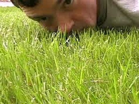 Organic Lawn Care Tips Natural Fertilisers And Organic