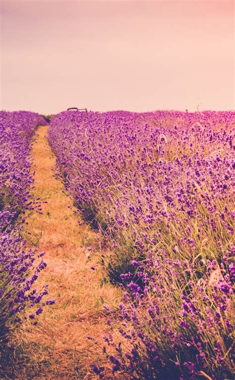 17 Flower Meadow Iphone Wallpaper Bizt Wallpaper