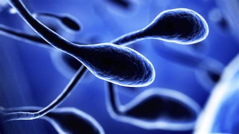 Male Sperm Counts Fall 60pc In 40 Years