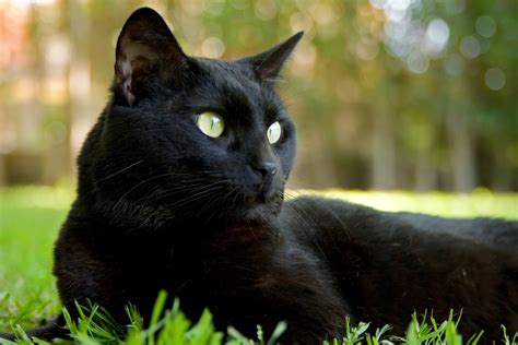 Free Images Nature Grass Feline Black Cat Fauna Whiskers