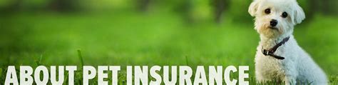 Pet insurance that covers pre existing. Pet Health Insurance That Covers Pre Existing Conditions - TERELET
