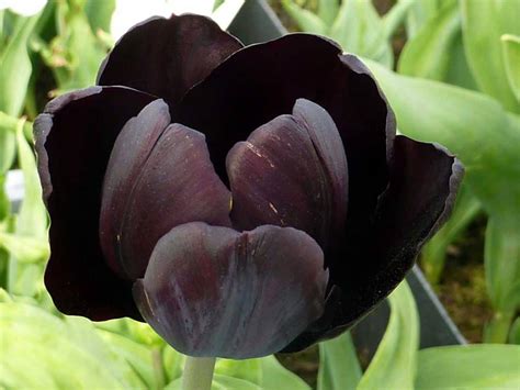 Black Tulips Pictures Gardening Tips And Shopping Links