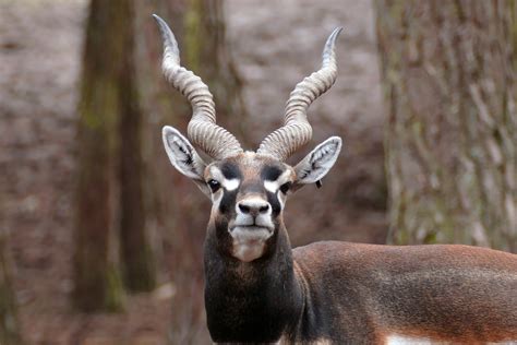 Based on the novel by joe hill, horns follows ig perrish (daniel radcliffe), the number one suspect for the violent r. Antelope with horns image - Free stock photo - Public ...