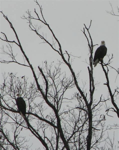 2 Bald Eagles At Stockton Lake By Judy Mitchell Lockwood Bald Eagle