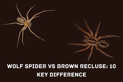 Wolf Spider Vs Brown Recluse 10 Key Differences By Palash Das Medium