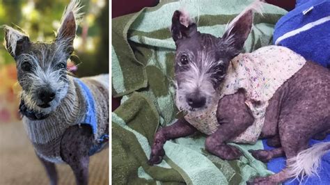 Balding Dog Still Waiting For A Home After 400 Days In Shelter Youtube