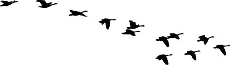 Bird Flock Silhouette Clip Art Cliparts