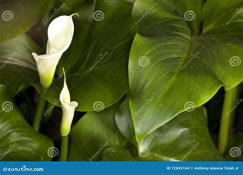 White Calla Lily Zantedeschia Aethiopica Stock Photo Image Of