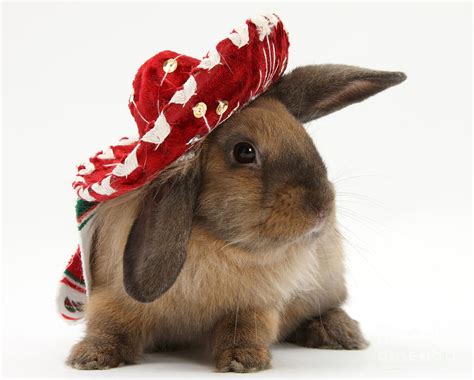 Rabbit Wearing A Hat Photograph By Mark Taylor Fine Art America