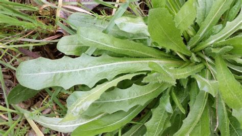 We did not find results for: Foraging for Wild Greens