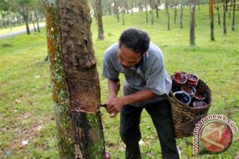 Disini terdapat tempat kuliner yang unik dan menarik. Syukur! Petani Karet Kalteng Kembali Bergairah Urus Kebun ...