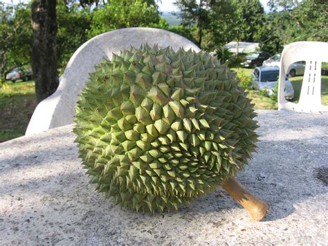 Yaitu berwarna hijau pekat dengan sebagian permukaan ciri bibit durian duri hitam. Suling Hill 舒寧頂 - Penangtour2u: Eating durian in ...