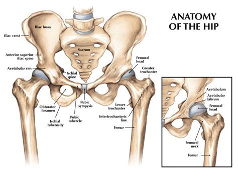 Hip Anatomy Orthopaedic Nick Carrington