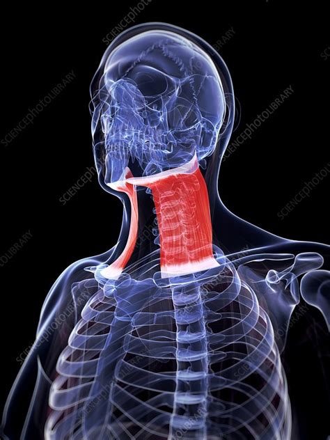 Human Neck Muscle Artwork Stock Image F Science Photo