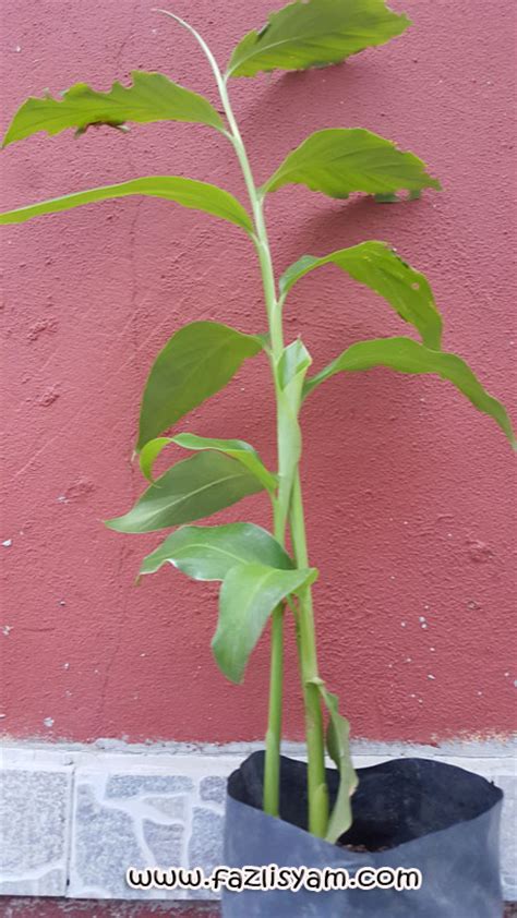 Bunga kantan juga dikenali sebagai bunga siantan. Bunga Kantan | Segalanya Tentang Tumbuhan...