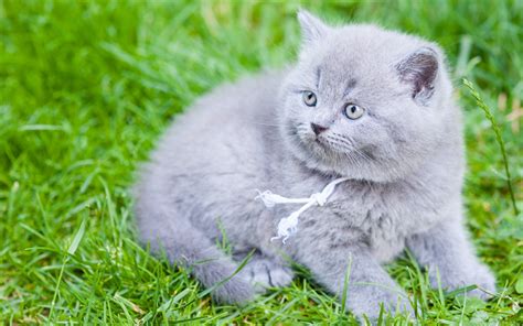 Download Wallpapers Little Gray Kitten British Shorthair Cat Pets
