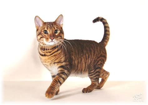 They have an easily trained character and are generally laid back, which makes them perfect for apartment dwellers. For Sale Toyger Cats For Sale Toyger Cats up For Stud ...