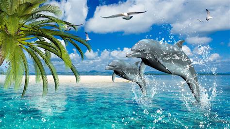 Free Dolphin Wallpapers For Desktop Wallpapersafari