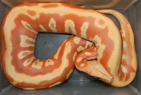 Photo Gallery Blood Pythons Another Albino Female Blood