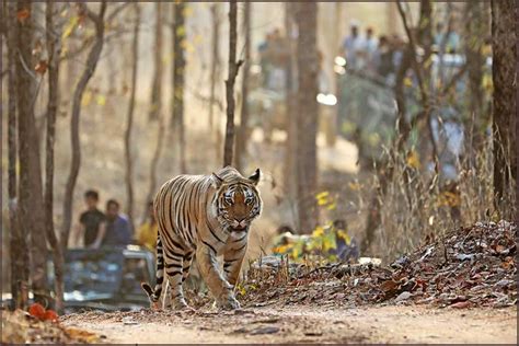 Pench National Park Tour Packages Shortkro
