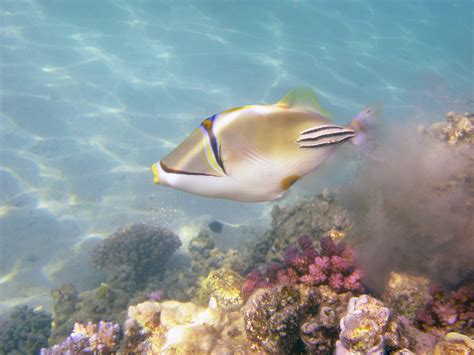 Arabian Picasso Triggerfish Makadi Bay Egypt August Flickr