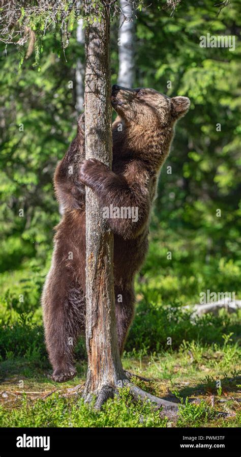 Brown Bear Standing On His Hind Legs In Summer Forest Ursus Arctos
