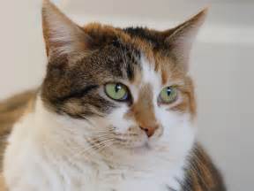 Calico Tabby Biological Science Picture Directory