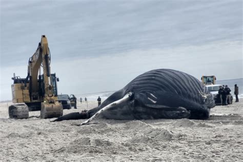 Humpback Whale Washes Up Dies On South Shore Beach