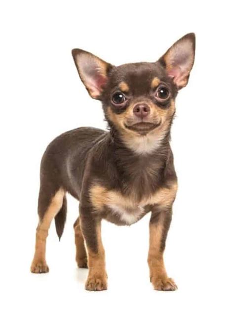 What Were Chihuahuas Bred For Learn Their Surprising Ancient History