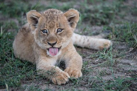 Taronga Zoo Has Announced The Birth Of Five African Lion Cubs And You