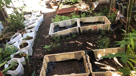 Berkebun di rumah ternyata bisa mendatangkan banyak keuntungan loh! Berkebun di Pekarangan Rumah Sendiri, Solusi Pangan di ...
