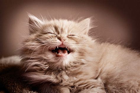 20 Smiling Cute Cats