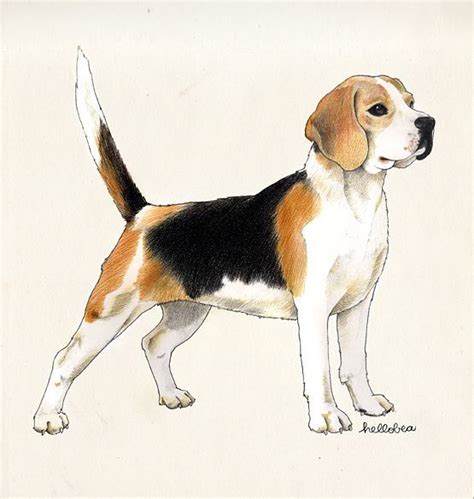 Beagle art beagle puppy animal drawings art drawings drawings of faces dog face drawing dog steps handmade dog collars. hellobea: beagle #illustration #drawing #colouredpencils # ...