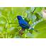 Indigo Bunting And Its Brilliant Blue Coloring Can Be Seen In Our Area 