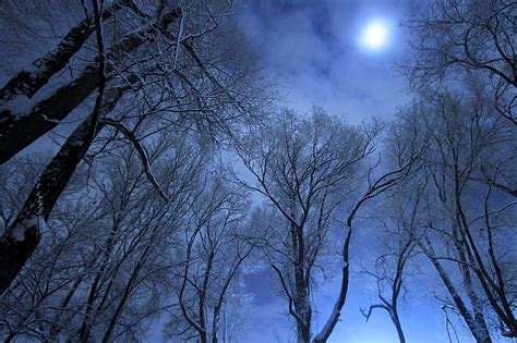 Wallpaper Longexposure Nightphotography Trees Winter Moon Snow