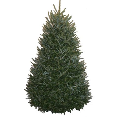 5 6 Ft Fraser Fir Real Christmas Tree In The Fresh Christmas Trees