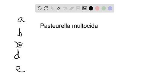 Solved Which Of The Following Statements About Pasteurella Multocida Is False A Infections