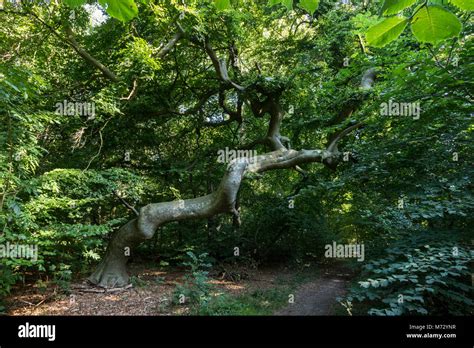 Contorted Beech Trees Hi Res Stock Photography And Images Alamy