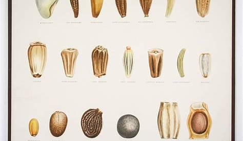 flower seed seed identification chart
