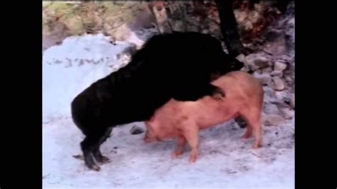 Wild Boar Mating Documentary Youtube