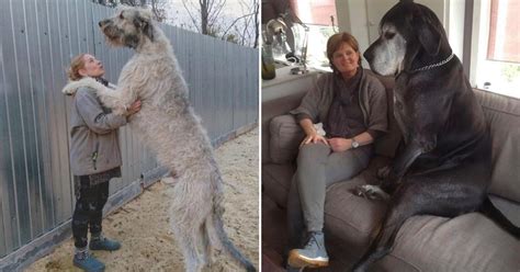 Do dogs throw up when too hot? Large Dog Pics That Are As Good As They Are Big (33 Photos)