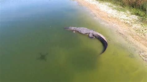 Big Monster Alligators Spotted By Drone Youtube